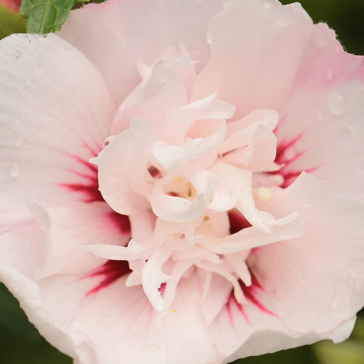 1/4 Standard Hibiscus 'Lady Stanley' Tree 5L (90-100cm)