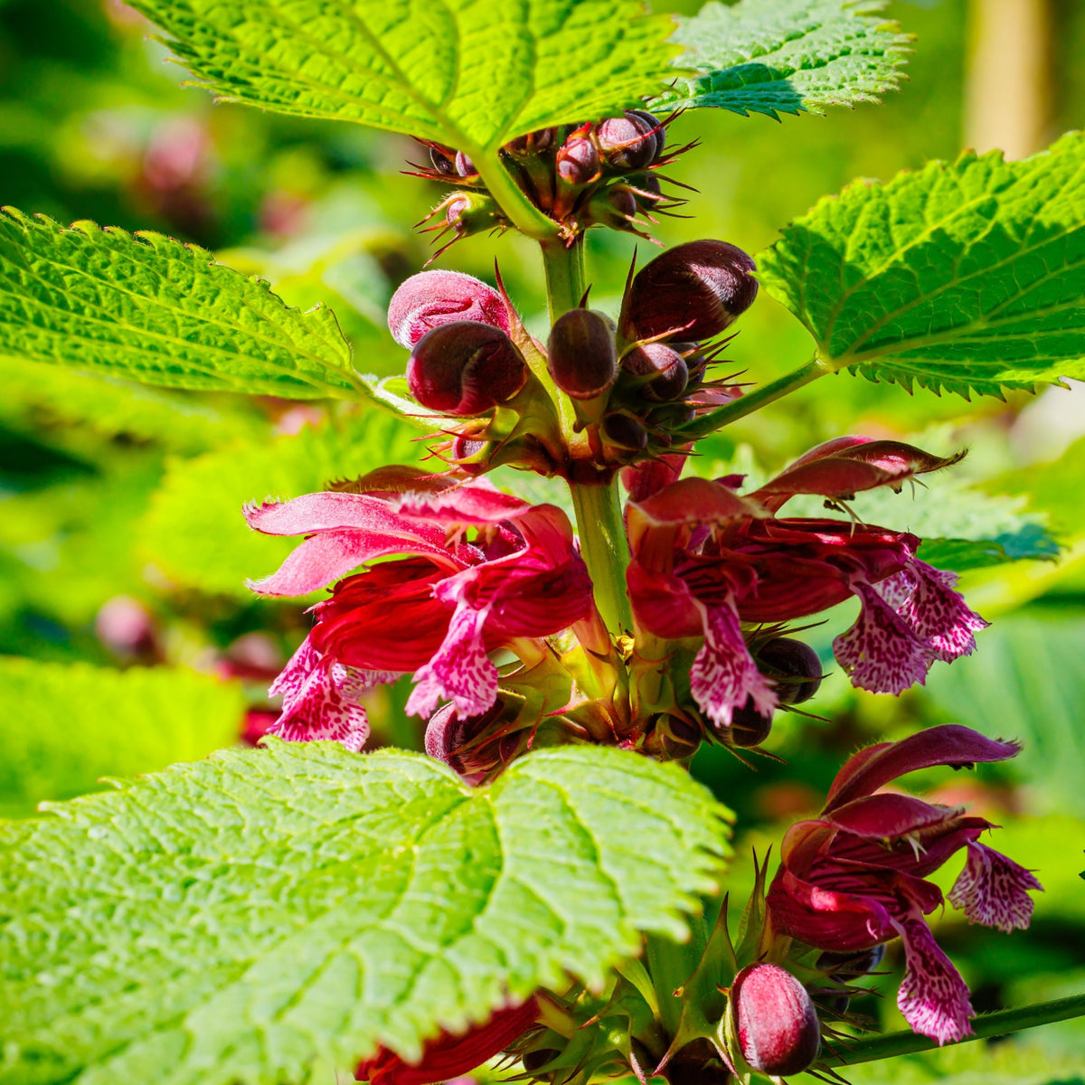 Lamium orvala (Young Perennial) PRE ORDER SPRING &#39;26