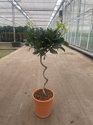 A Corkscrew Twisted Stem Standard Bay Tree (Laurus nobilis), 50-60cm or 70-80cm, with dense green leaves and a spiral stem sits on a concrete floor in a large greenhouse among rows of other patio trees and plants. Multibuy offers available.