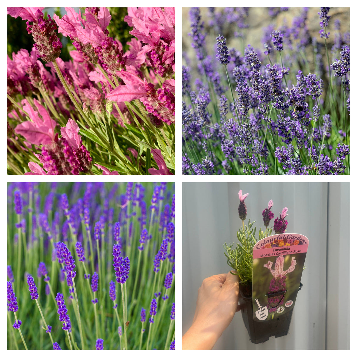 A collage features close-ups of pink and purple lavender blooms and a hand holding a potted &quot;Mix of 3 x Lavender 9cm&quot;—ideal pollinator-friendly garden plants.