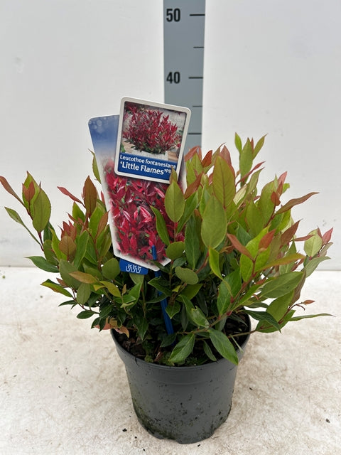 Leucothoe fontanesiana &#39;Little Flames&#39; 2L