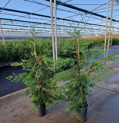 4-5ft Potted Green Leylandii Hedging Conifers (120-150cm)