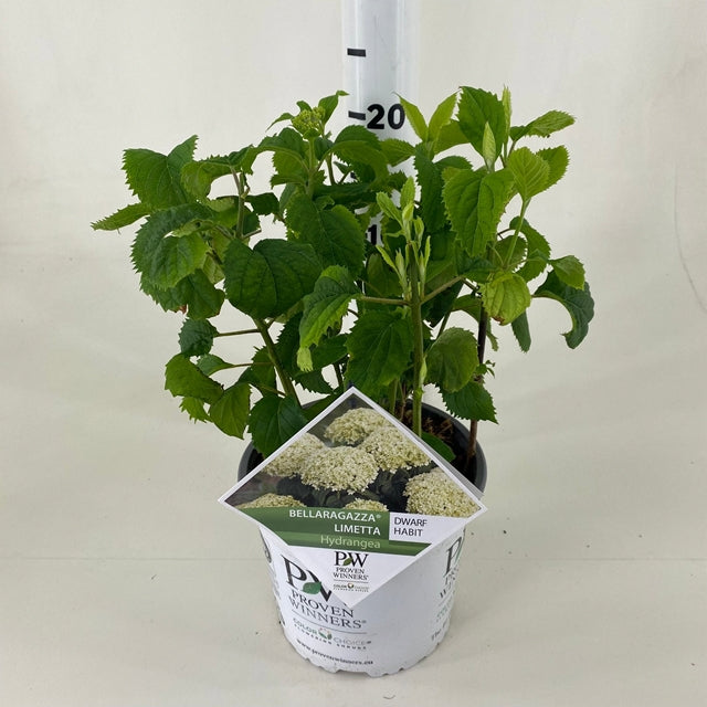 Dwarf Hydrangea arborescens BellaRagazza &#39;Limetta&#39; 3L