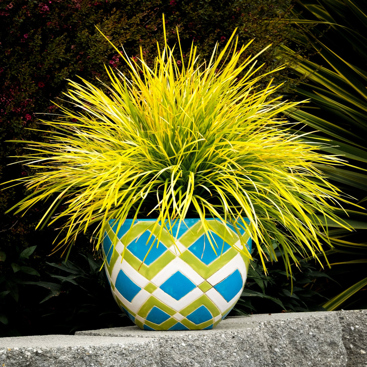 Lomandra longifolia &#39;Miner&#39;s Gold&#39; 9cm, an Australian native, is showcased as an ornamental grass in a blue, green, and white geometric pot set on a concrete ledge with dark foliage in the background.