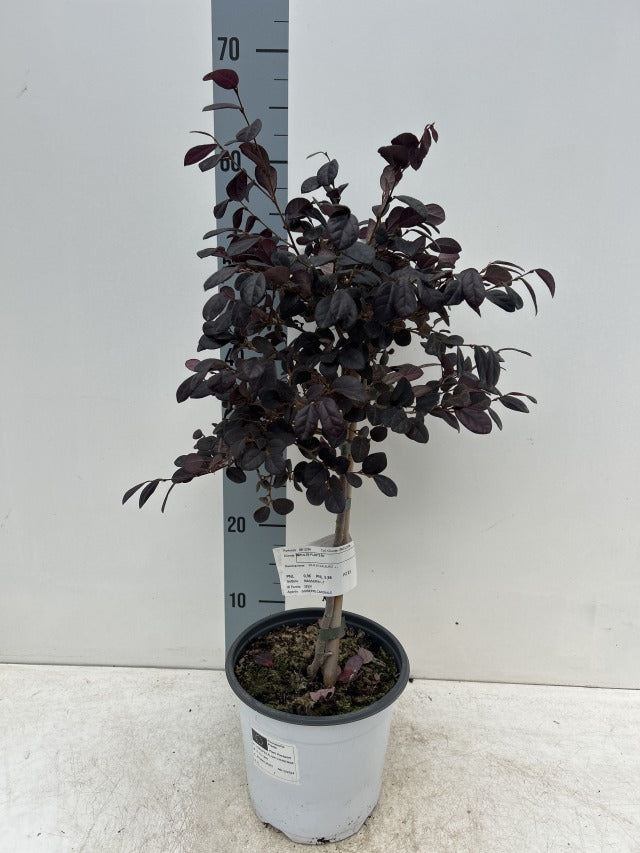 A Loropetalum chinense &#39;Black Pearl&#39; on Stem (50-60cm), an evergreen shrub with dark purple leaves, stands in a white pot with labels in front of a height chart against a plain, light-colored wall.