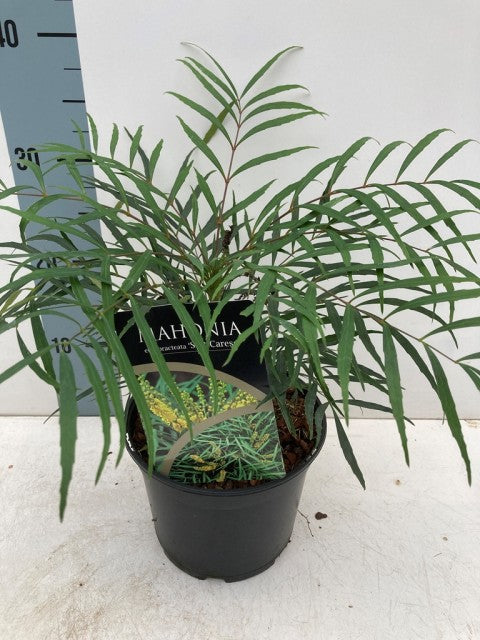 Mahonia 'Soft Caress' 2L