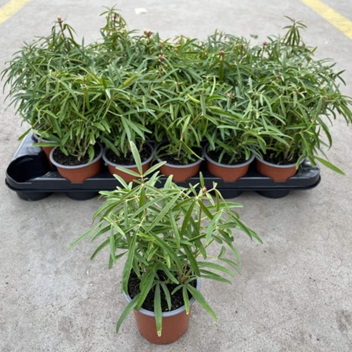Several Choisya x dewitteana &#39;Aztec Pearl&#39; (9cm / 2L) plants with long, narrow green leaves sit in pots on a black tray, with one pot placed in front and separated. The background shows concrete ground.