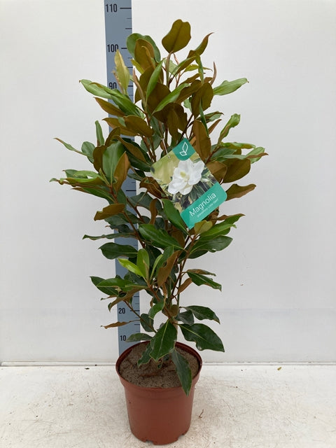 Evergreen Magnolia | Magnolia grandiflora &#39;Little Gem&#39; | 50-60cm, 90-100cm
