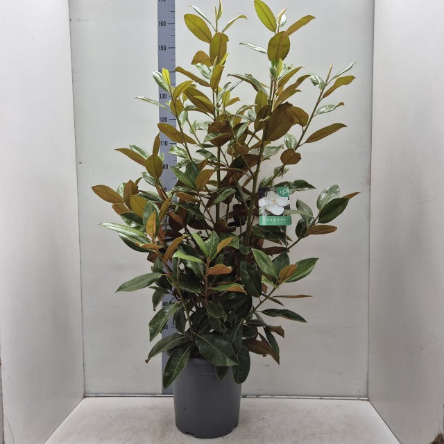 A 5-6ft (150-180cm) Evergreen Magnolia (Magnolia grandiflora) hedge plant with glossy leaves is displayed in a gray pot on a light floor, set against a white background with a height measurement chart behind it.