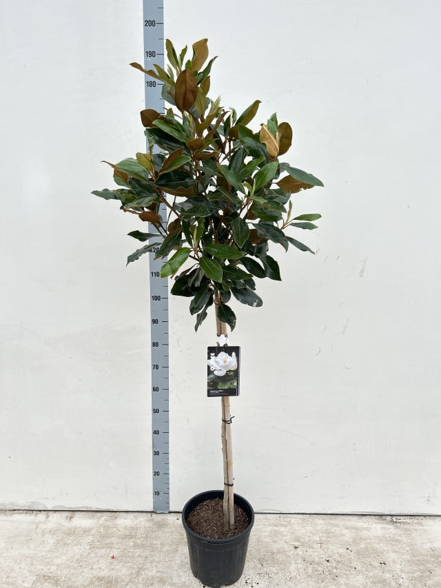 1/4 Standard Evergreen Magnolia grandiflora 'Little Gem' Tree | Stem 1m, Head 0.5m