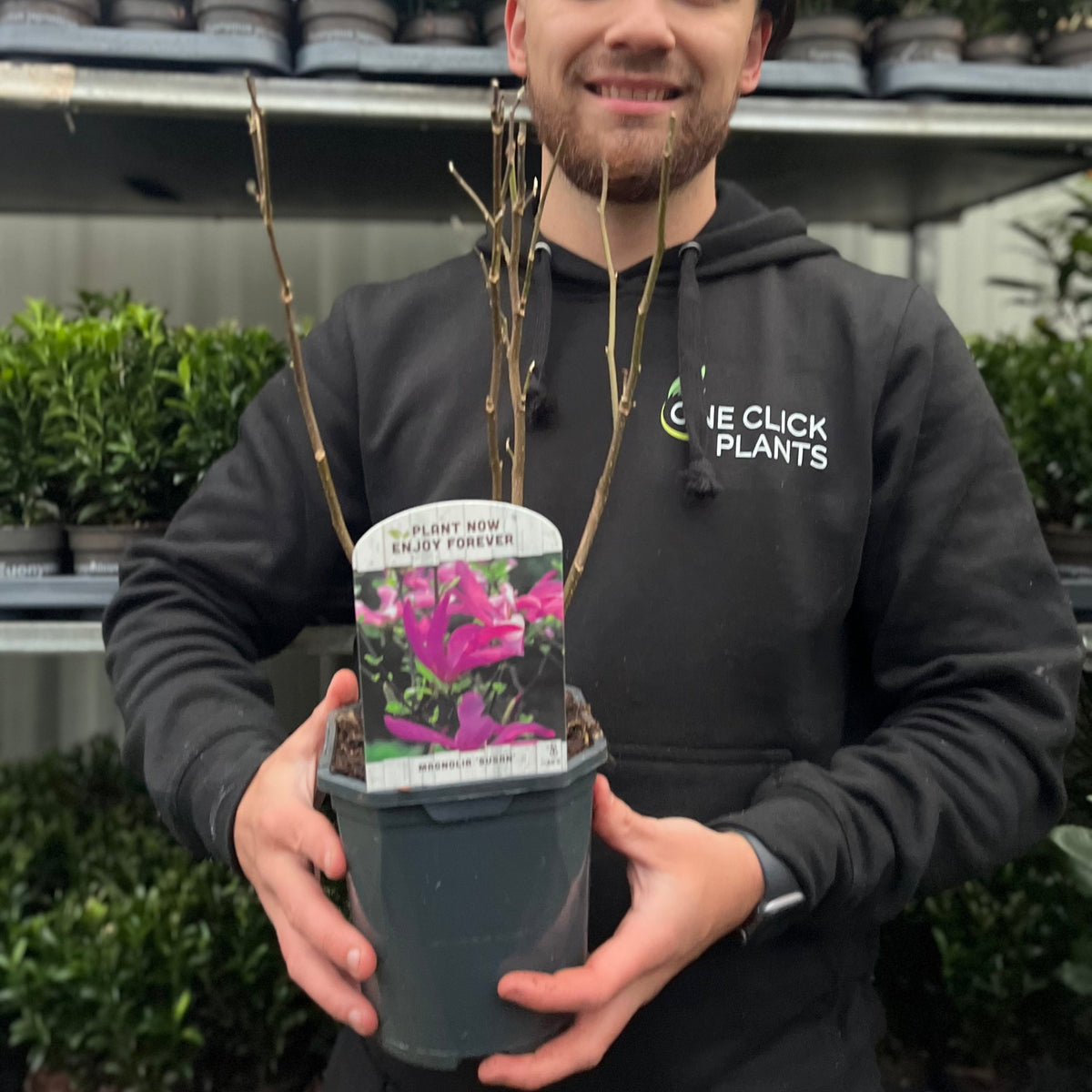 A person in a black One Click Plants hoodie holds a Magnolia &#39;Susan&#39; 9cm - 3L with bare branches; the pot’s label displays fragrant purple flowers and reads &quot;Plant Now, Enjoy Forever,&quot; set before shelves of lush, compact plants.