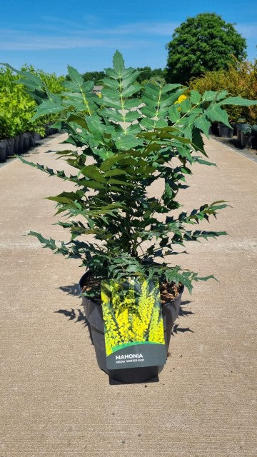 Mahonia &#39;Winter Sun&#39; 11cm