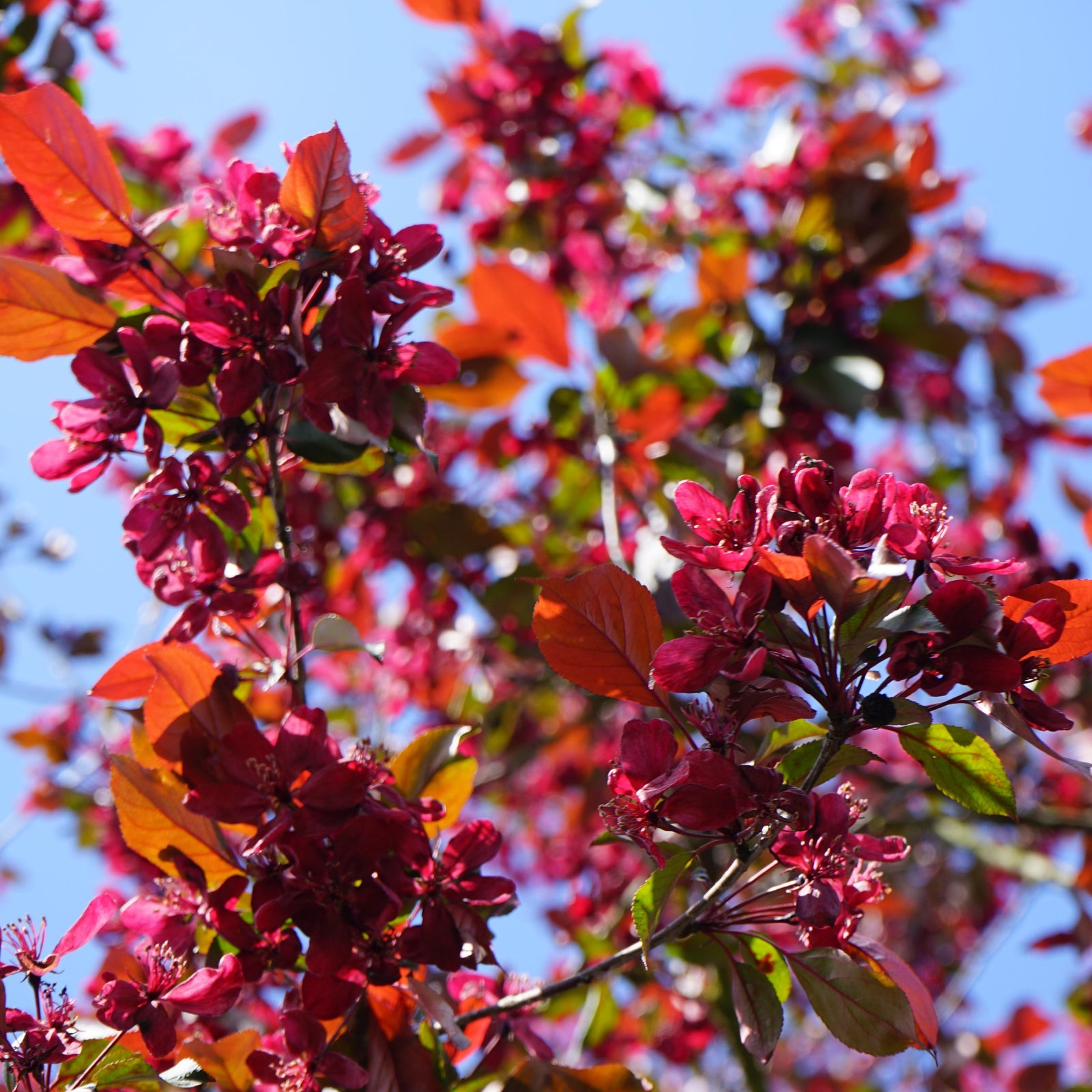 Dwarf Malus ‘Liset’ Tree (90-100cm inc. pot) – 50cm Stem (Crab Apple Blossom Tree)