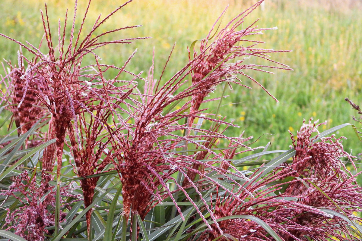 Miscanthus sinensis Boucle 9cm is a tall ornamental grass with coppery-pink flower plumes and long green leaves, standing out against a background of blurred green and yellow grasses.
