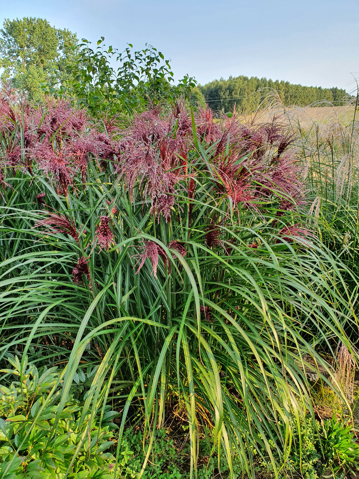 A large clump of Miscanthus sinensis Boucle 9cm, an ornamental grass with arching green leaves and feathery flower plumes, grows in a lush garden bordered by trees and a field in the background.