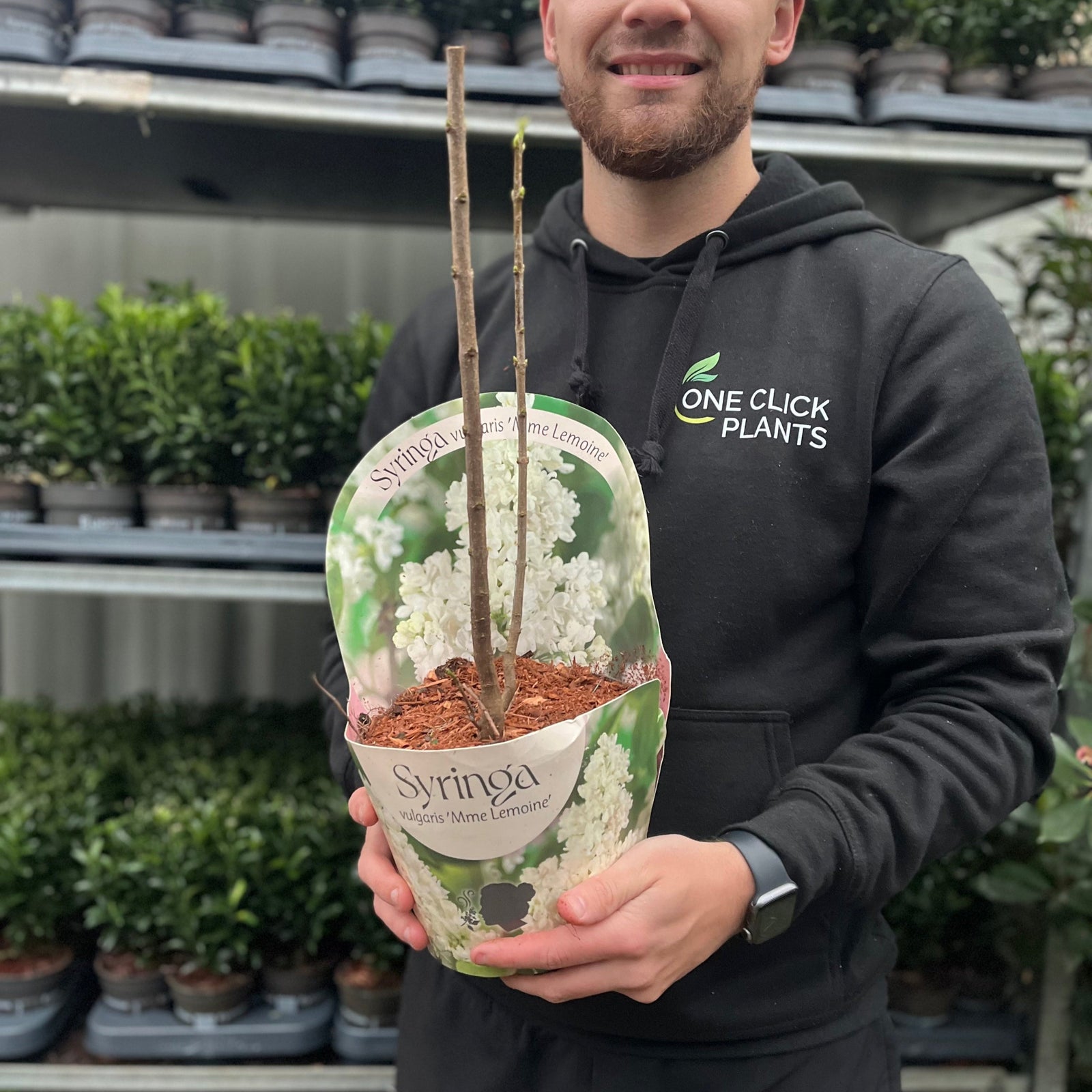 A person in a black One Click Plants hoodie holds a Syringa vulgaris 'Madame Lemoine' (Common Lilac) 2L, featuring delicate white blossoms, surrounded by other potted plants displayed on shelves in the background.