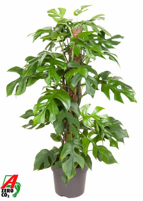 Monstera Minima on Moss Pole (Swiss cheese) 80-90cm - One Click Plants