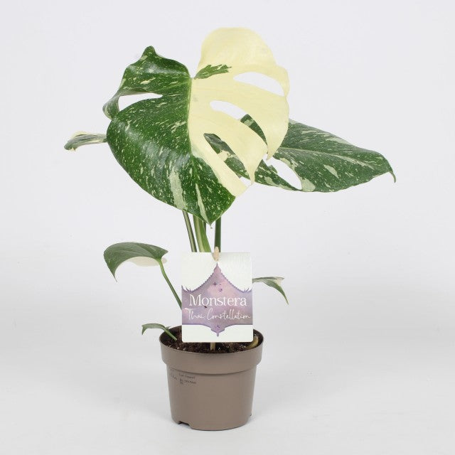 Monstera thai Constellation 30cm