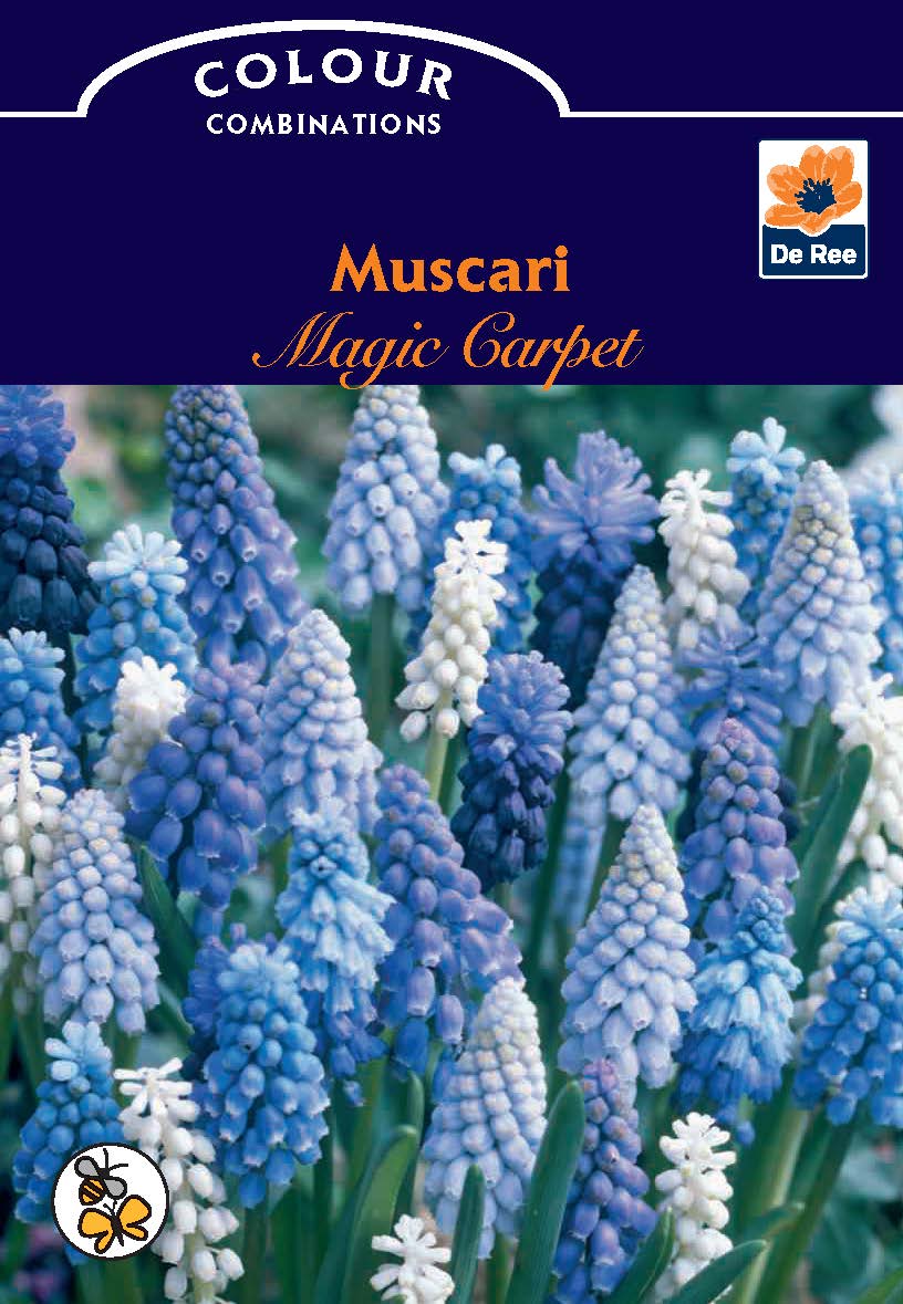 Muscari Magic Carpet (10 Bulbs)