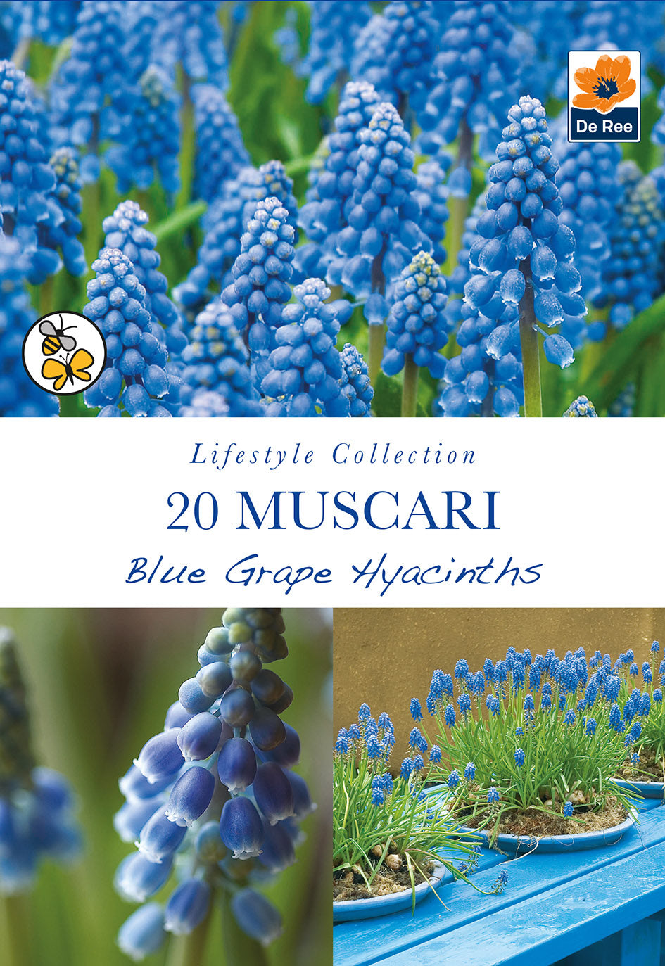 Muscari Blue Grape Hyacinths (20 Bulbs)