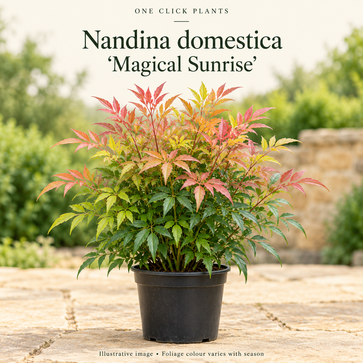 Nandina domestica 'Magical Sunrise' (Heavenly Bamboo) 2L