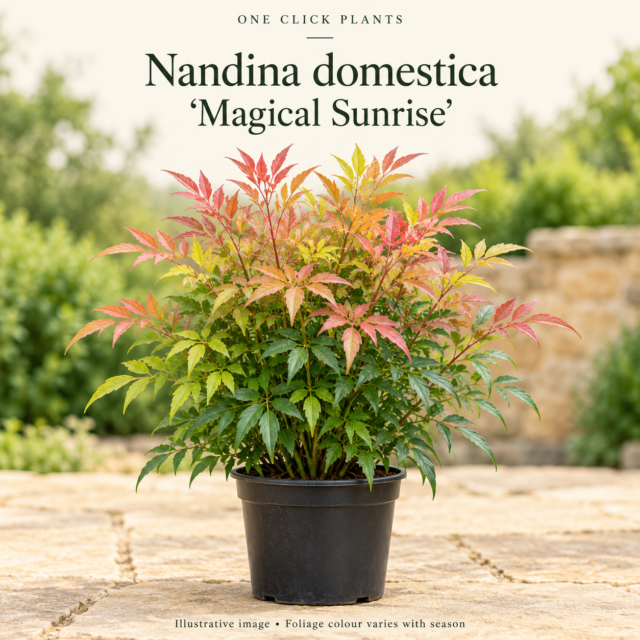 Nandina domestica 'Magical Sunrise' (Heavenly Bamboo) 2L