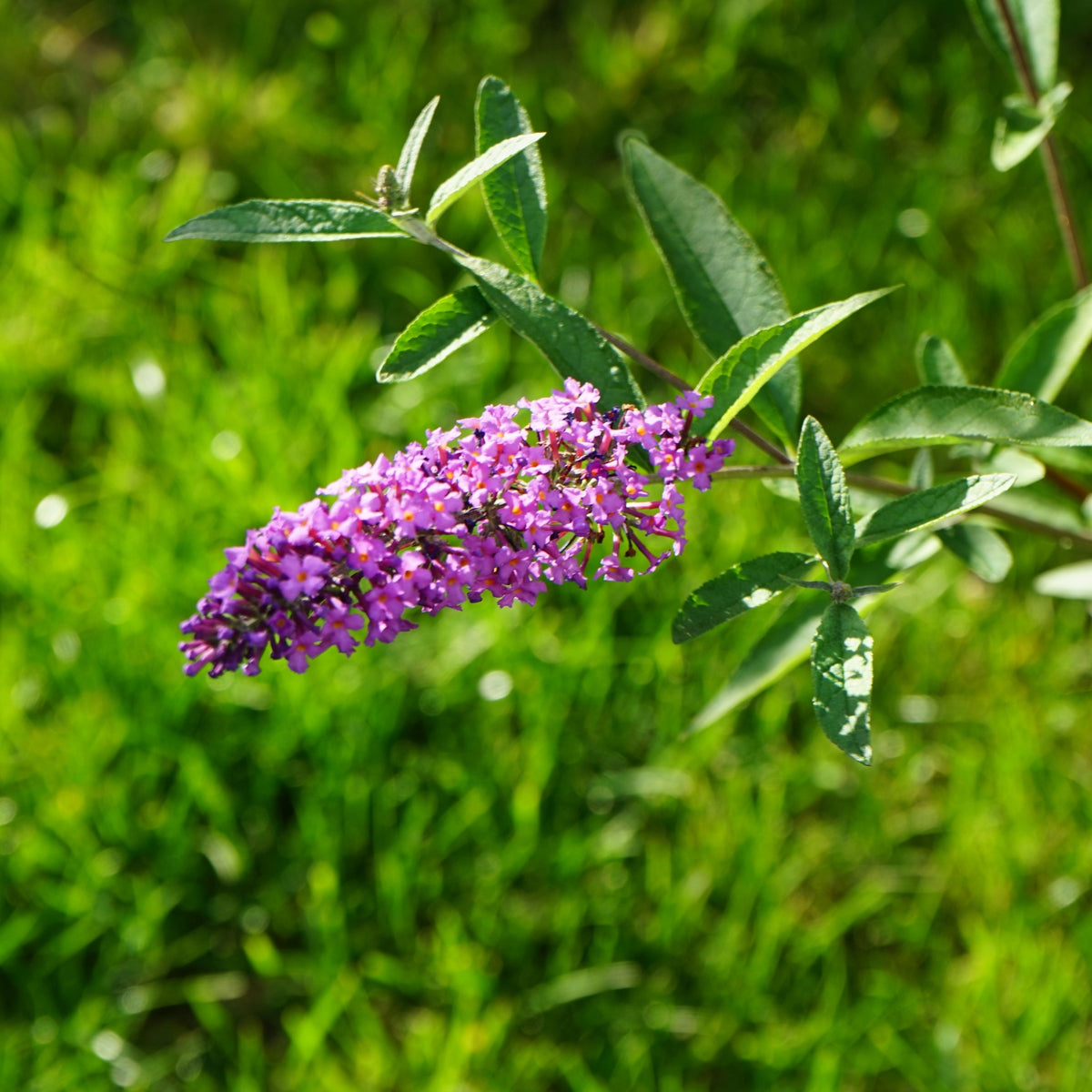 Buddleja davidii 'Nanho Purple' 1L