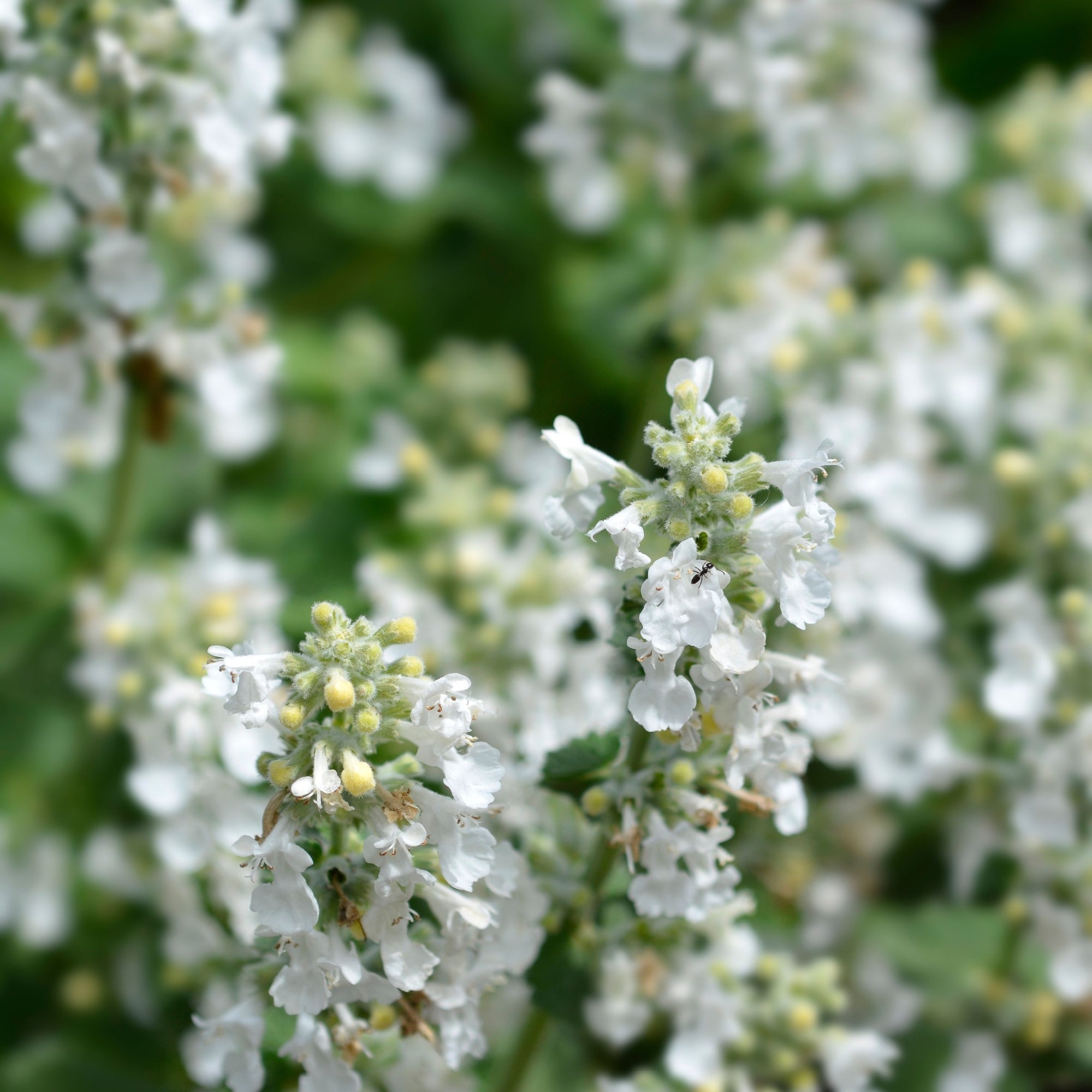 Nepeta faassenii 'Snowflake' (Young Perennial) PRE ORDER SPRING '26
