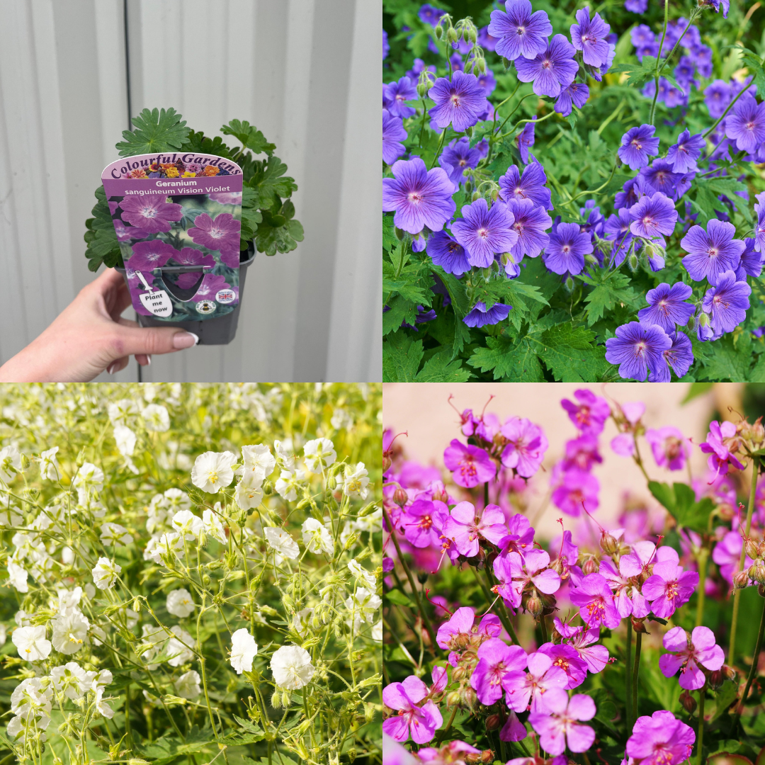 Mix of 3 x Hardy Geraniums 9cm