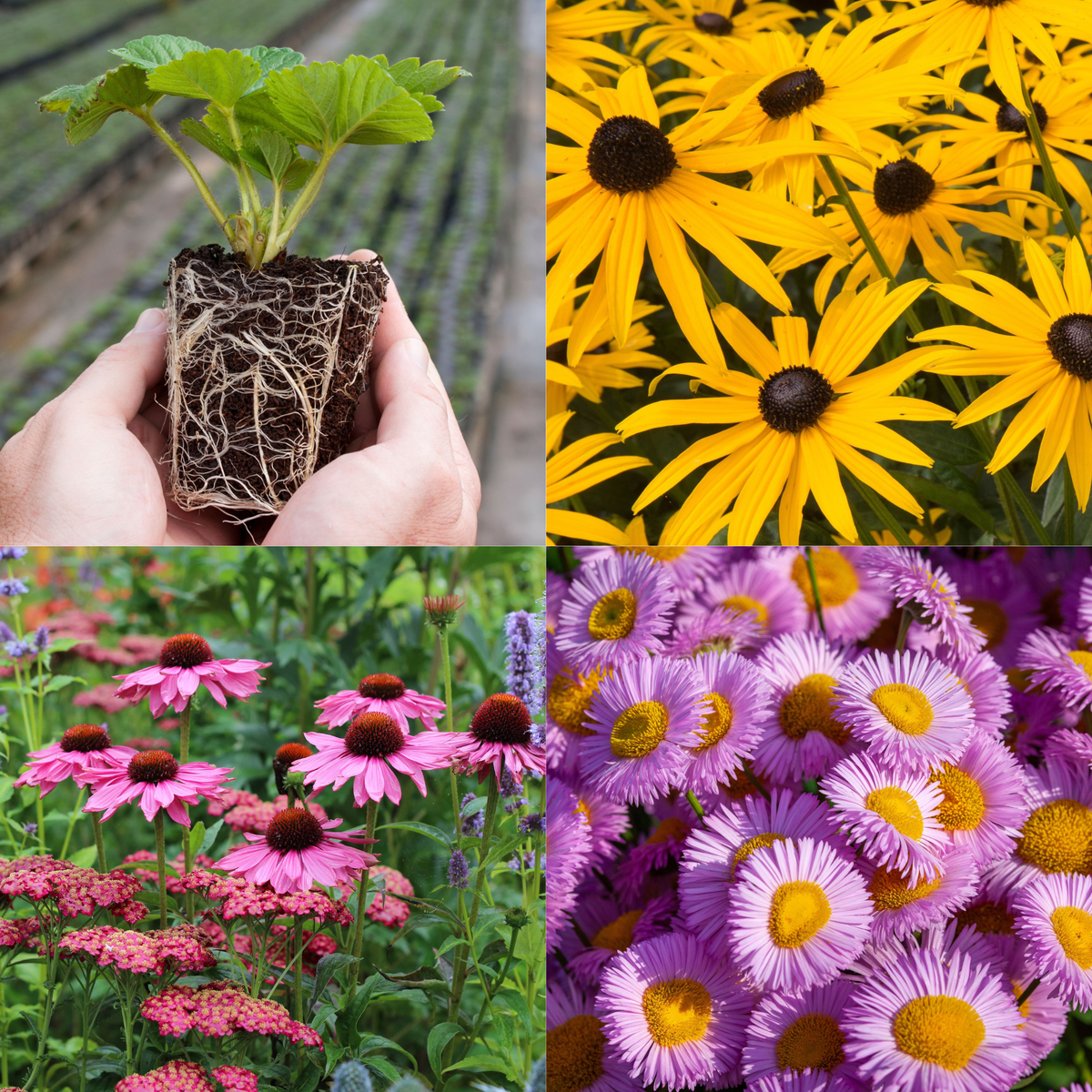 Young Perennial Low Maintenance Bundle (PRE ORDER MARCH 2026)