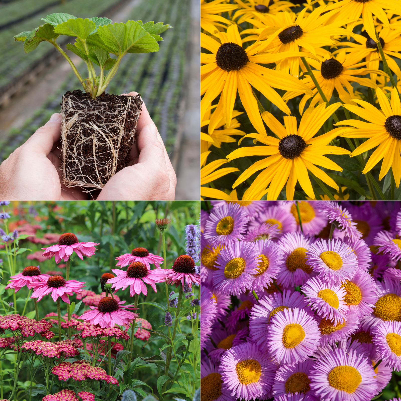 Young Perennial Low Maintenance Bundle (PRE ORDER MARCH 2026)