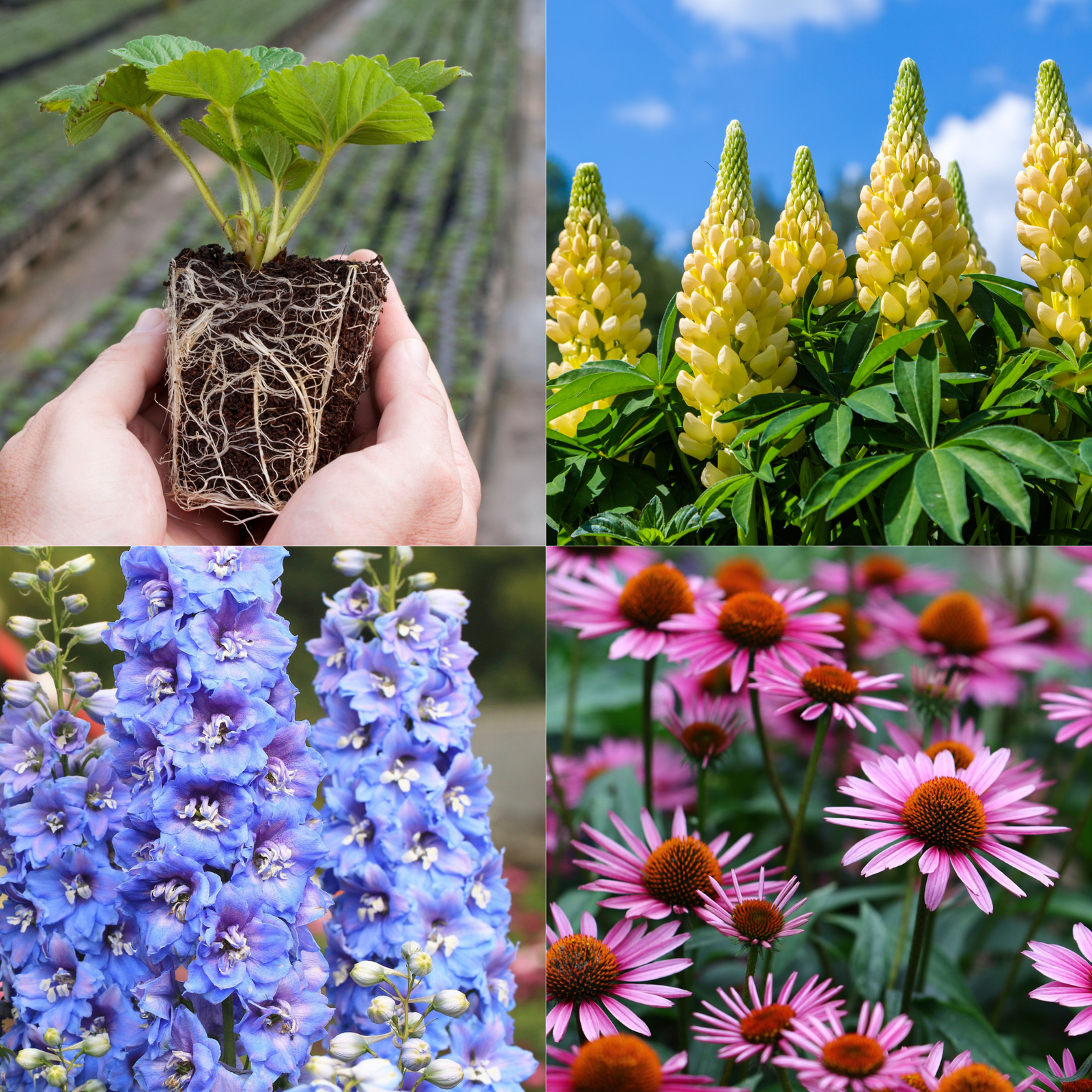 Young Perennial Cottage Garden Bundle (PRE ORDER MARCH 2026)