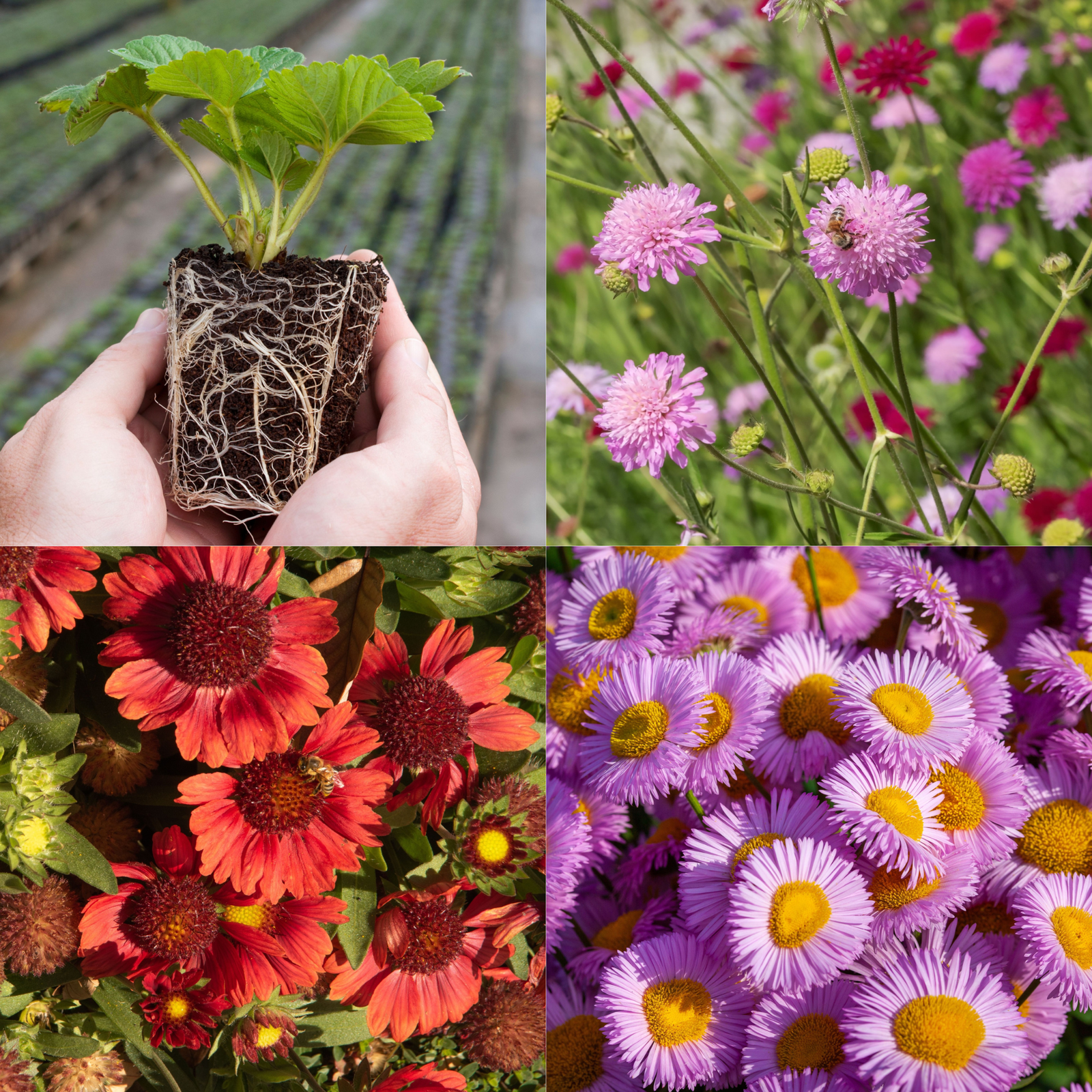 Young Perennial Pollinator Friendly Bundle (PRE ORDER MARCH 2026)