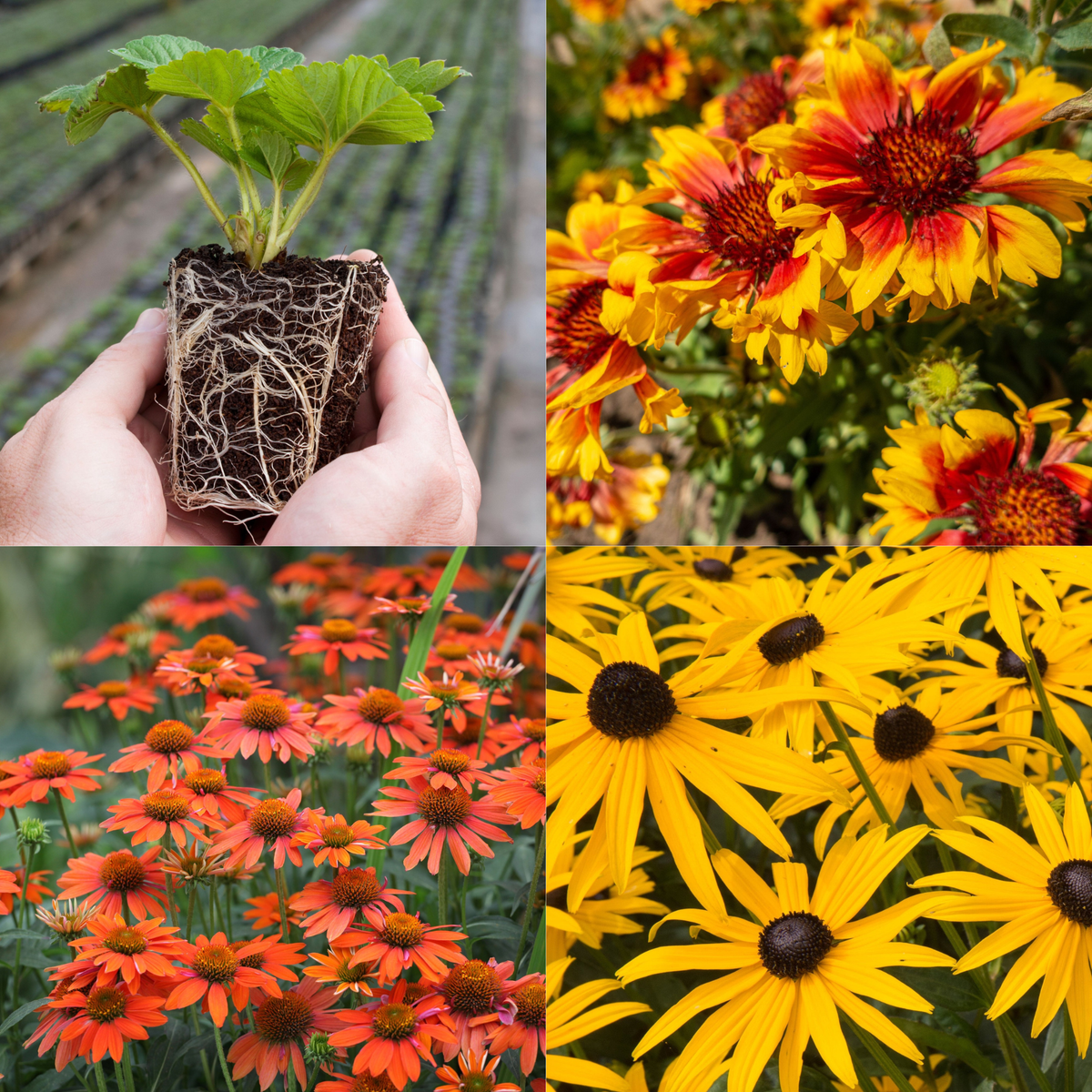 Young Perennial Sun Lovers Bundle (PRE ORDER MARCH 2026)