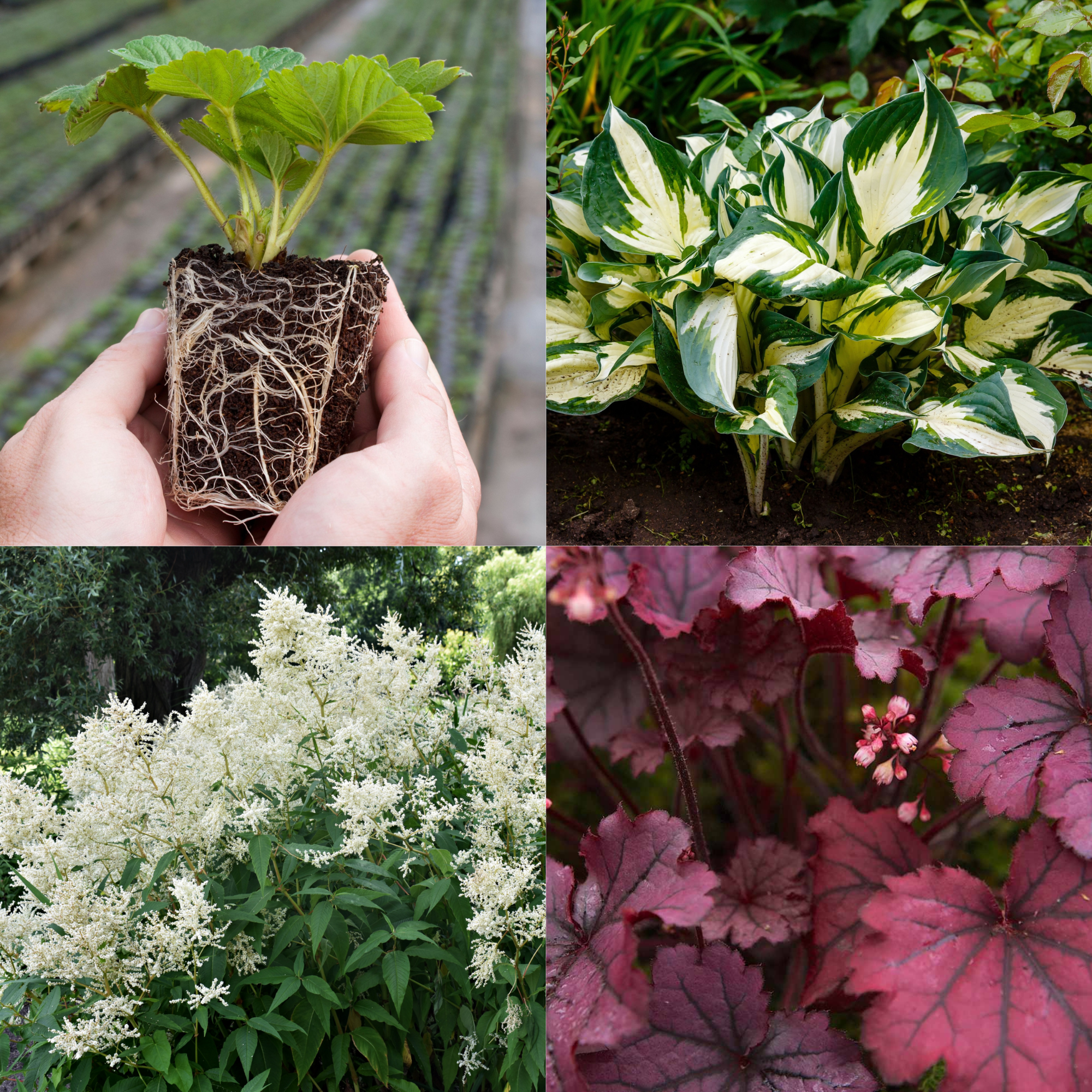 Young Perennial Shade Lovers Bundle (PRE ORDER MARCH 2026)