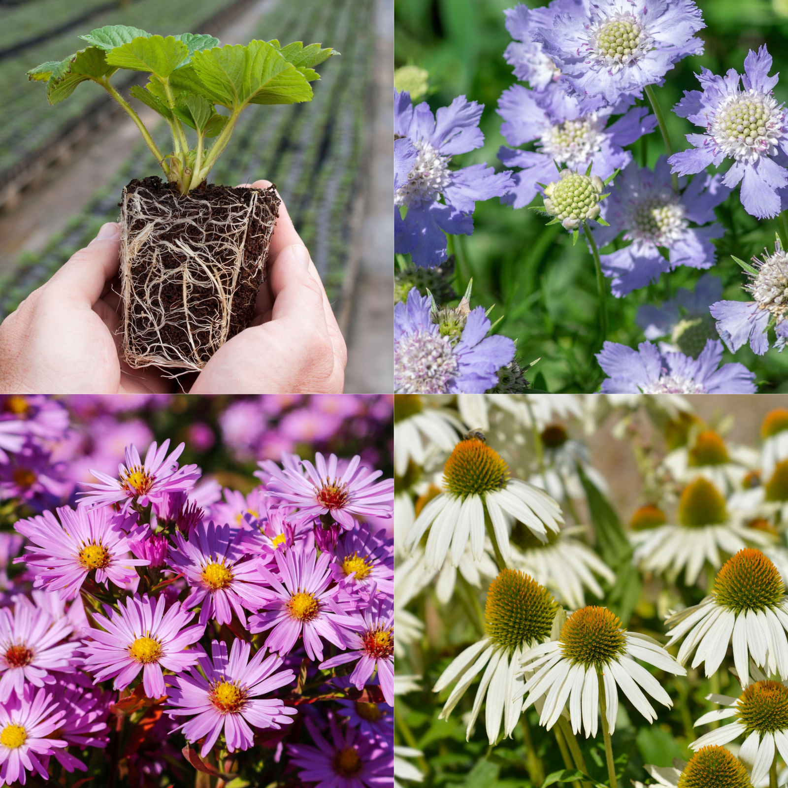 Young Perennial Pastel Colours Bundle (PRE ORDER MARCH 2026)