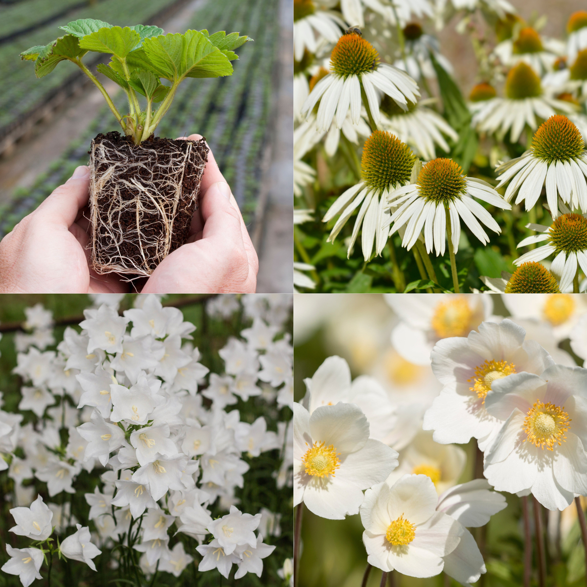 Young Perennial All White Bundle (PRE ORDER MARCH 2026)