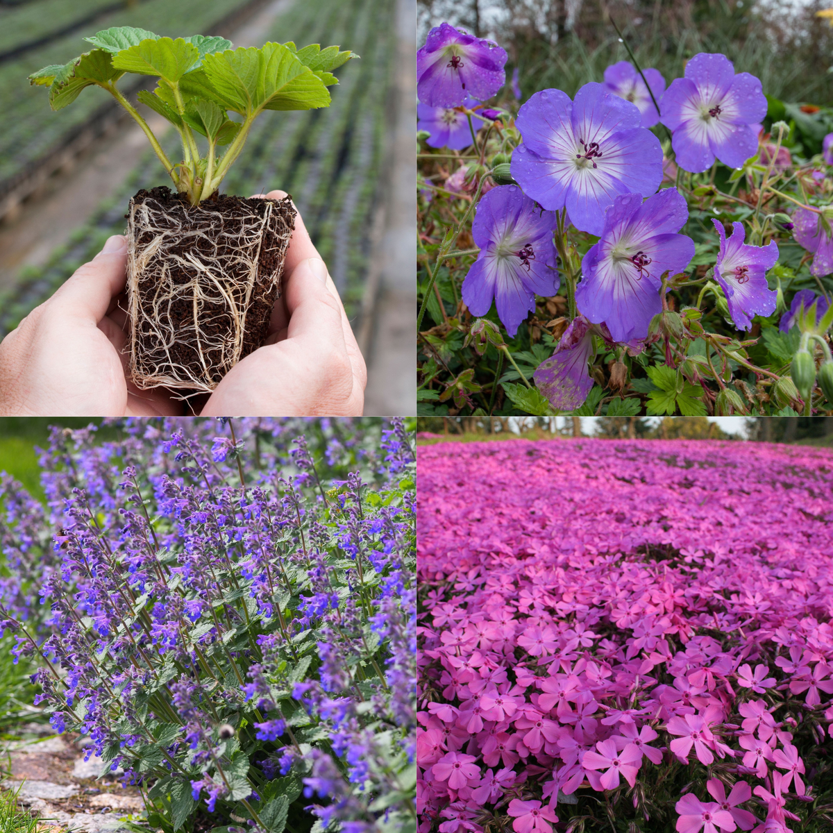 Young Perennial Long Flowering Bundle (PRE ORDER MARCH 2026)