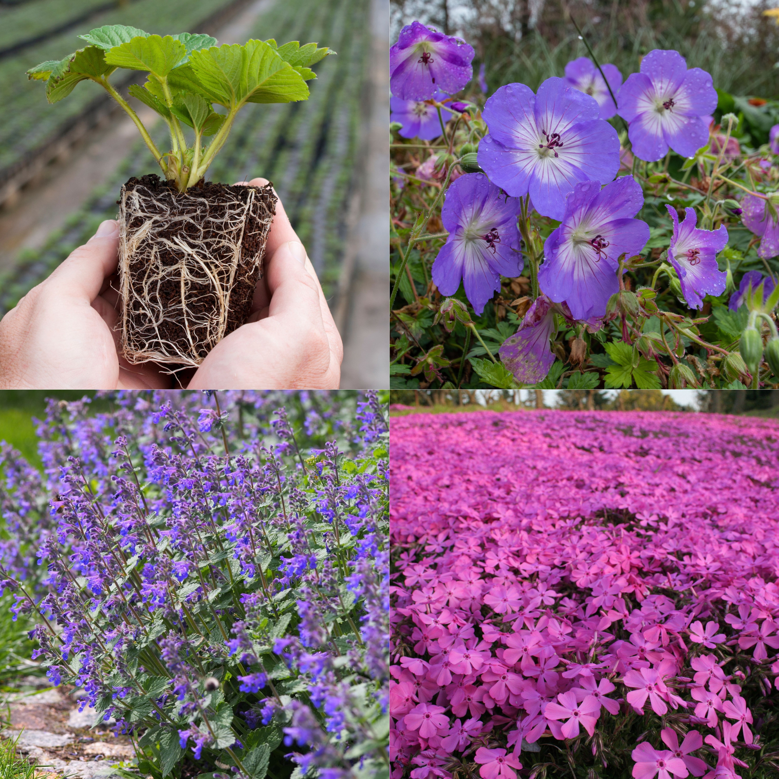 Young Perennial Long Flowering Bundle (PRE ORDER MARCH 2026)