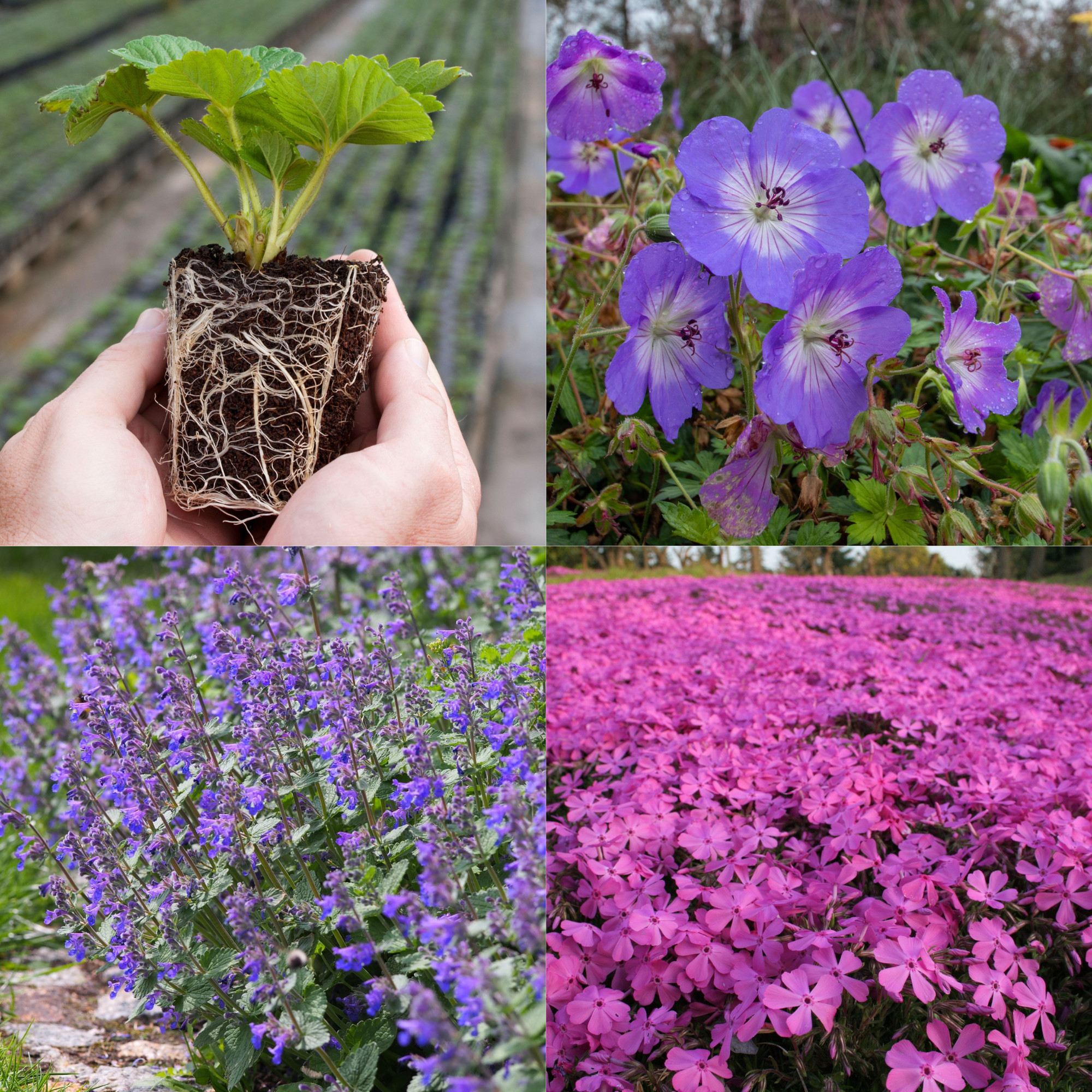 Young Perennial Long Flowering Bundle (PRE ORDER MARCH 2026)