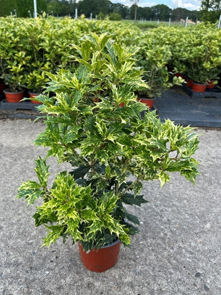 Osmanthus heterophyllus &#39;Tricolour&#39; (False Holly)