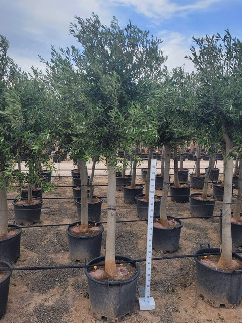 Olive Tree 40L 200-220cm (Multibuy Offers Available)