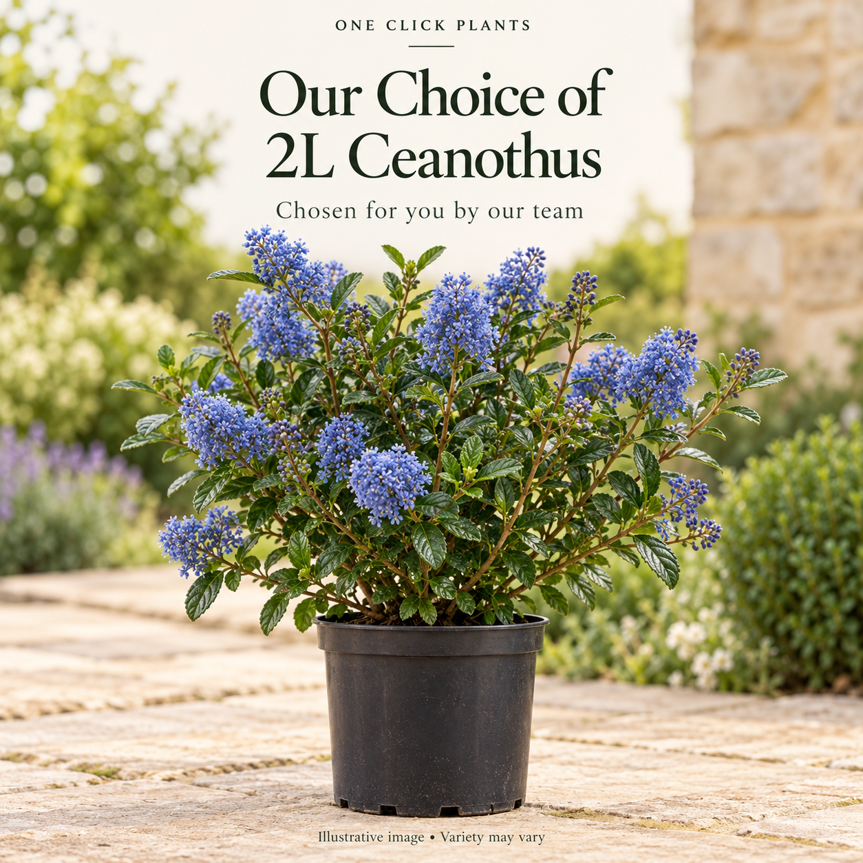 Our Choice of Ceanothus 2L
