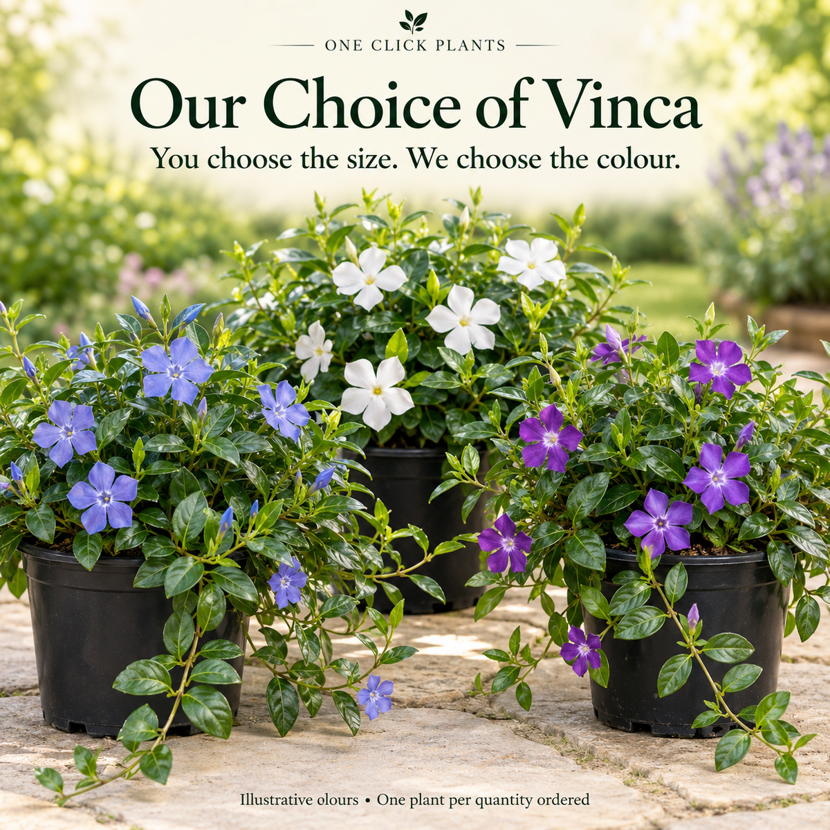 Our Choice of Vinca 9cm / 2L