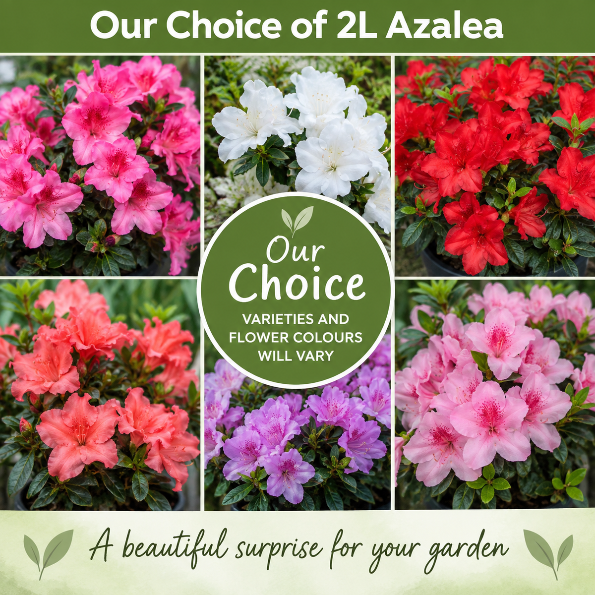 Our Choice of 2L Azalea