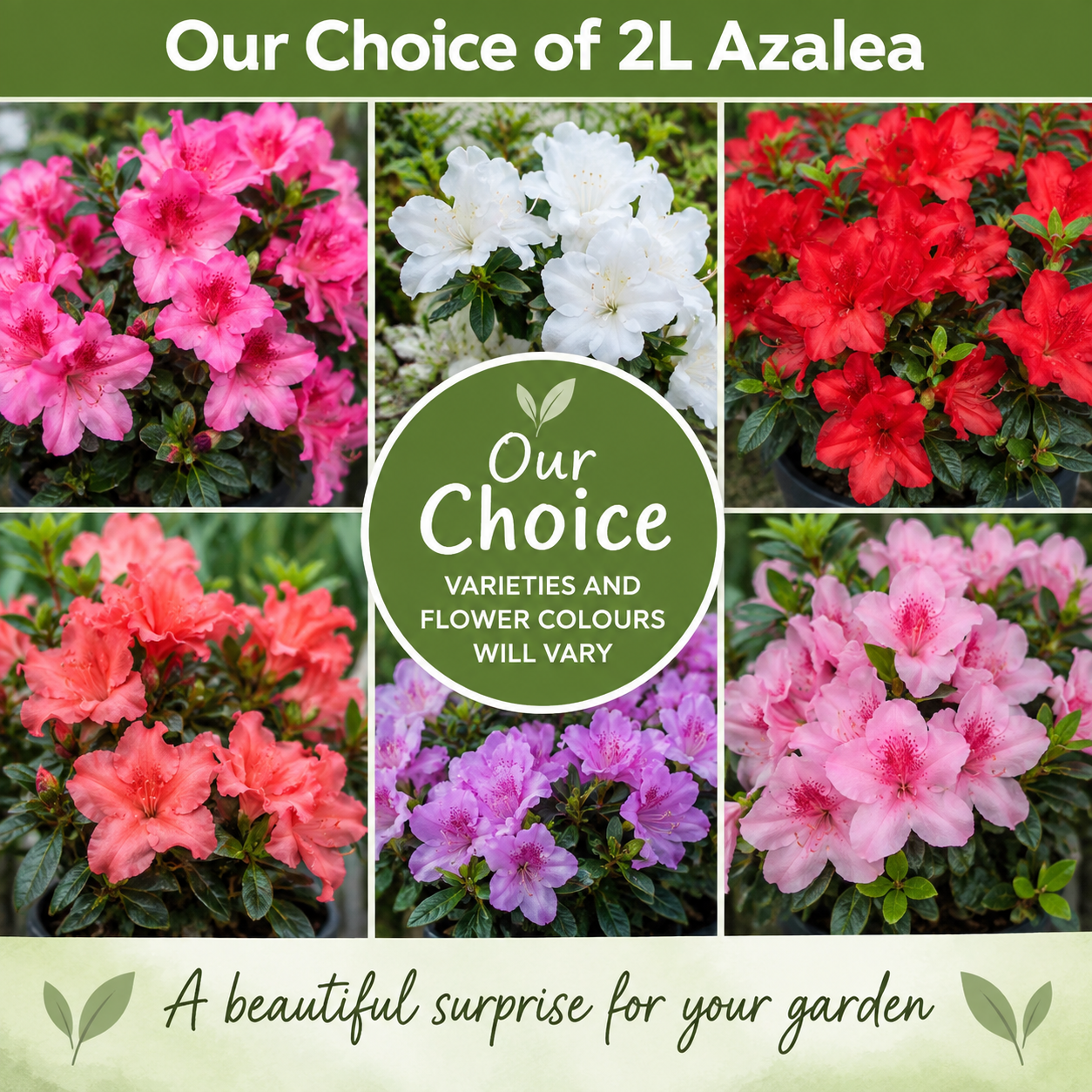 Our Choice of 2L Azalea