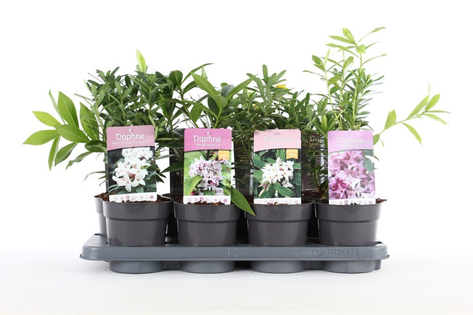 Our choice of Daphne 1.5L