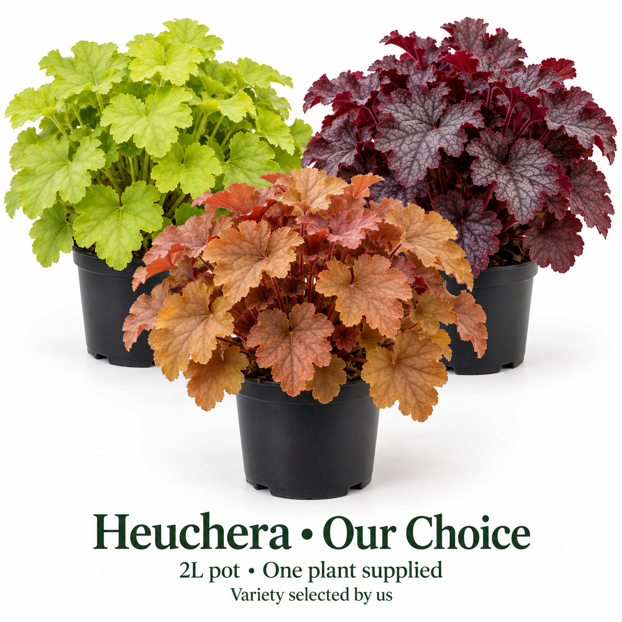 Our choice of Heuchera 2L