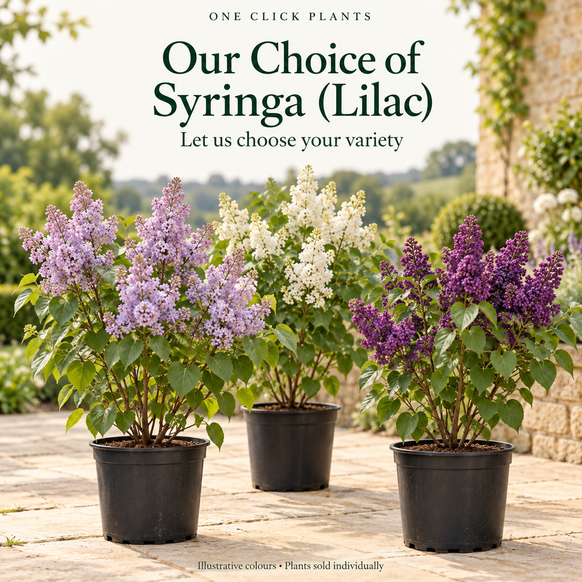Our Choice of Syringa (Lilac) 2L / 4L