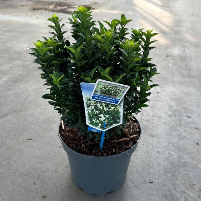 A Euonymus fortunei &#39;Paloma Blanca&#39; shrub with glossy light green leaves grows in a gray plastic pot with mulch. A plant tag is in the soil, and the pot sits on concrete. Available in 9cm, 1.5L, 2L, or 5L sizes (multibuy offers available).
